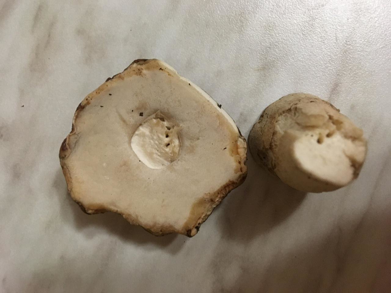 Белый гриб - Boletus edulis