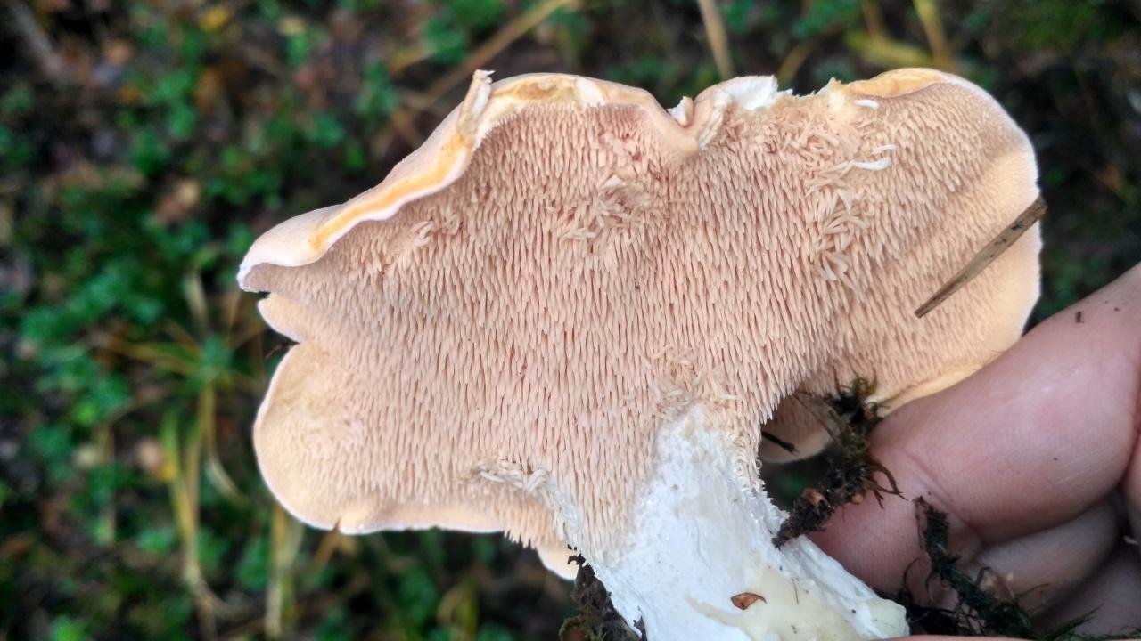 Ежовик еловый гриб фото и описание