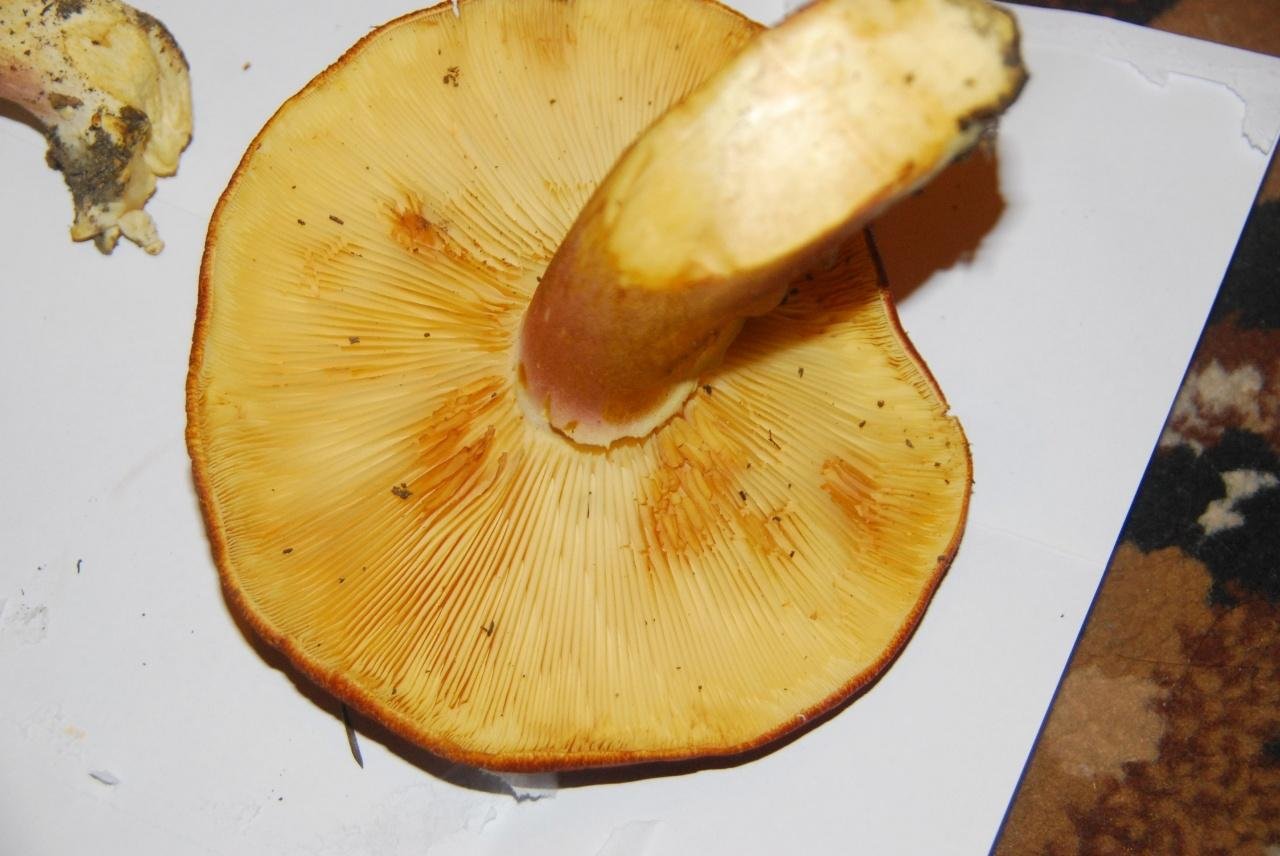Пластинчатый гриб снизу шляпка желтая