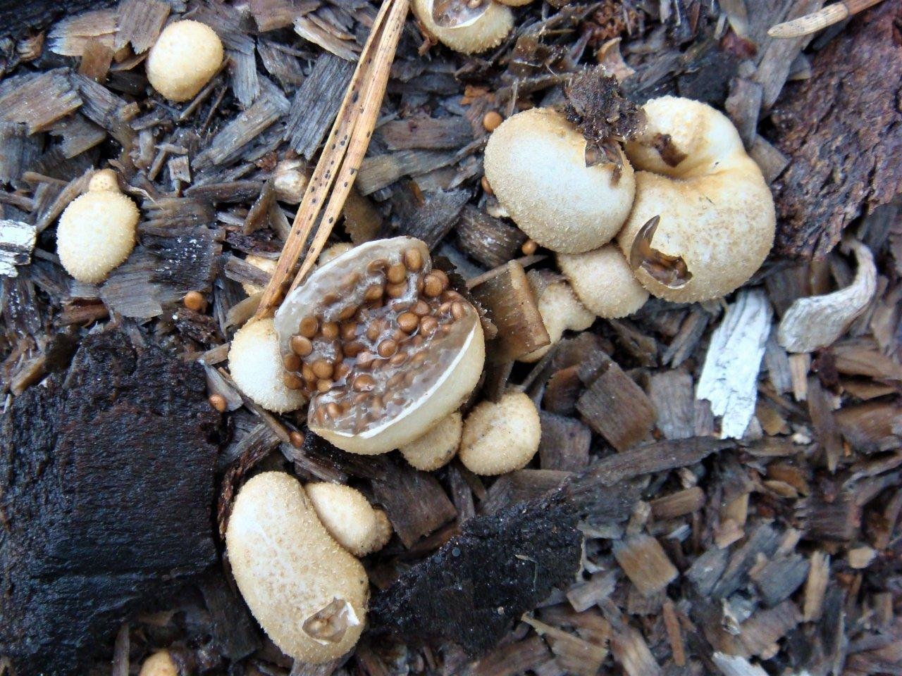 Гнездовка бесформенная - Nidularia deformis