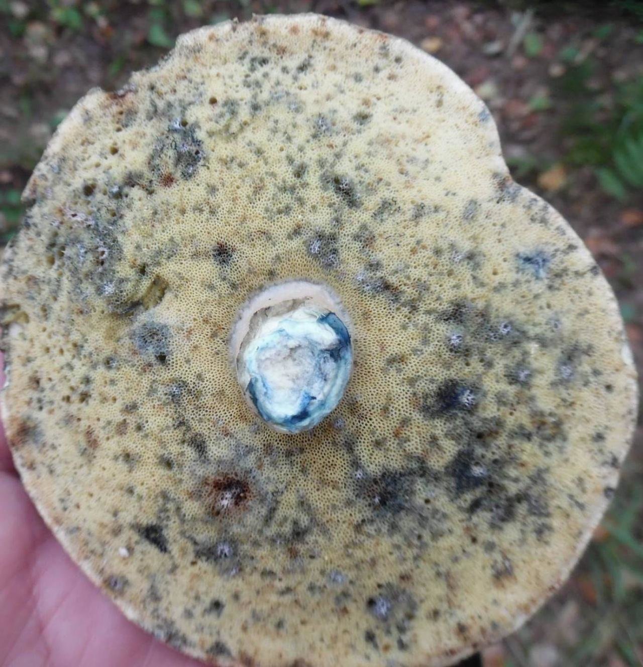 Трубчатый гриб синеет на срезе