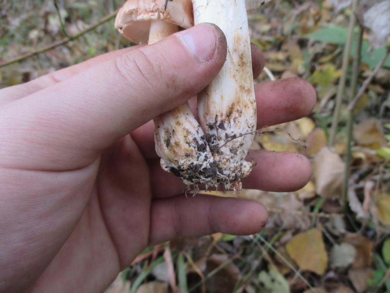 Рядовка тополёвая - Tricholoma populinum