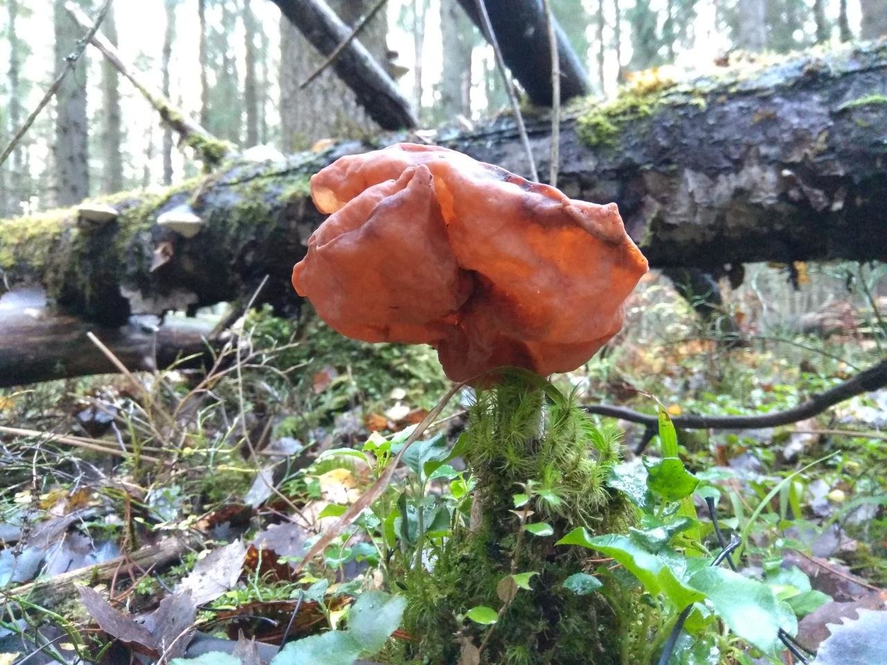 Осенний гриб похожий на строчок