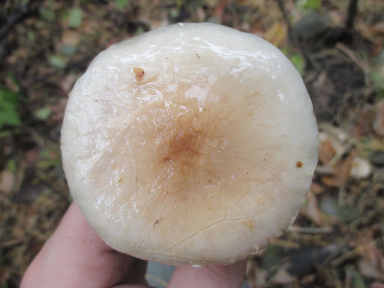Слизистые грибы. Гриб чешуйчатка клейкая. Гриб чешуйчатка слизистая шляпка. Чешуйчатка склизкая гриб.