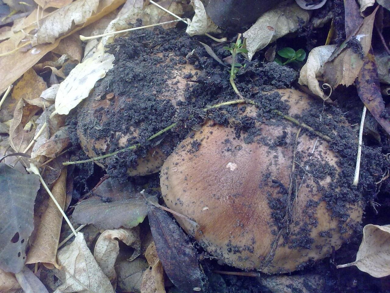 Рядовка тополёвая - Tricholoma populinum