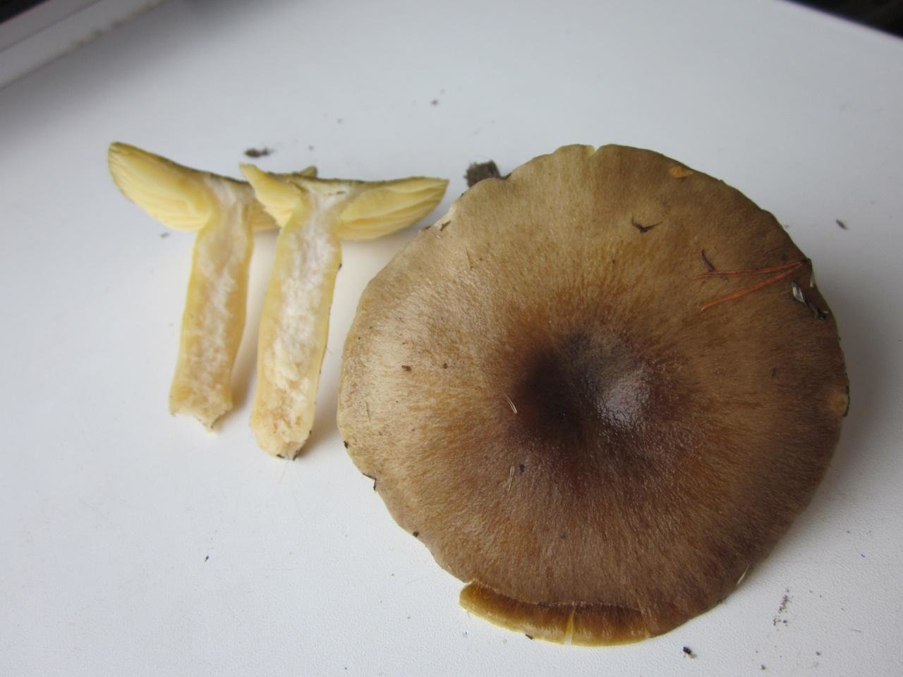 Гриб 17 1. Поздние грибы в ноябре съедобные. Грибы кремового цвета.