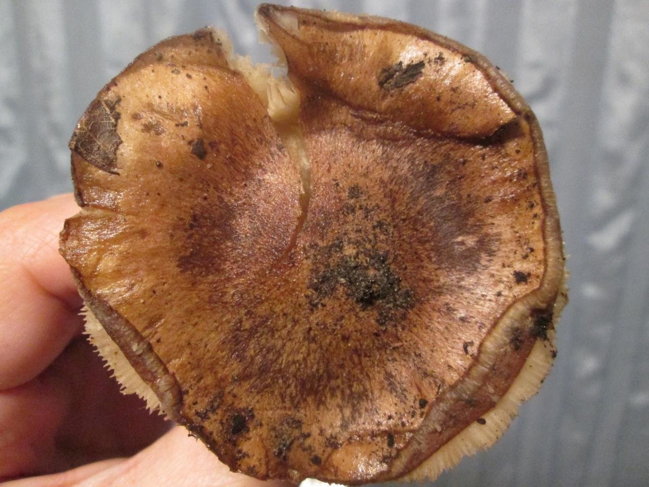 Рядовка гриб коричневая шляпка