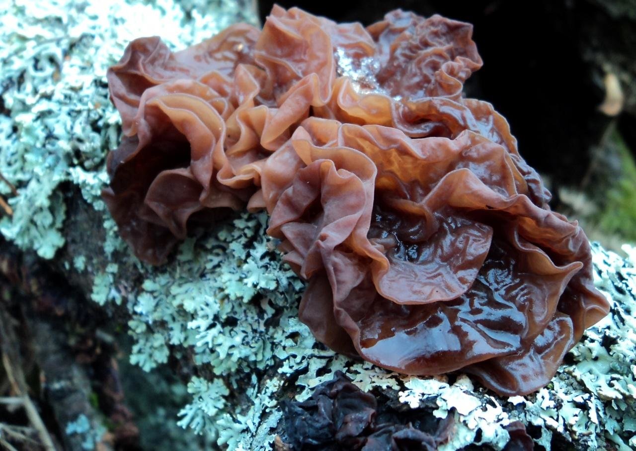 Где найти морской гриб в геншине. Дрожалка листоватая Tremella foliacea. Гриб Дрожалка листоватая (Tremella foliacea). Гриб коралловый шитаки. Дрожалка сморчковая.