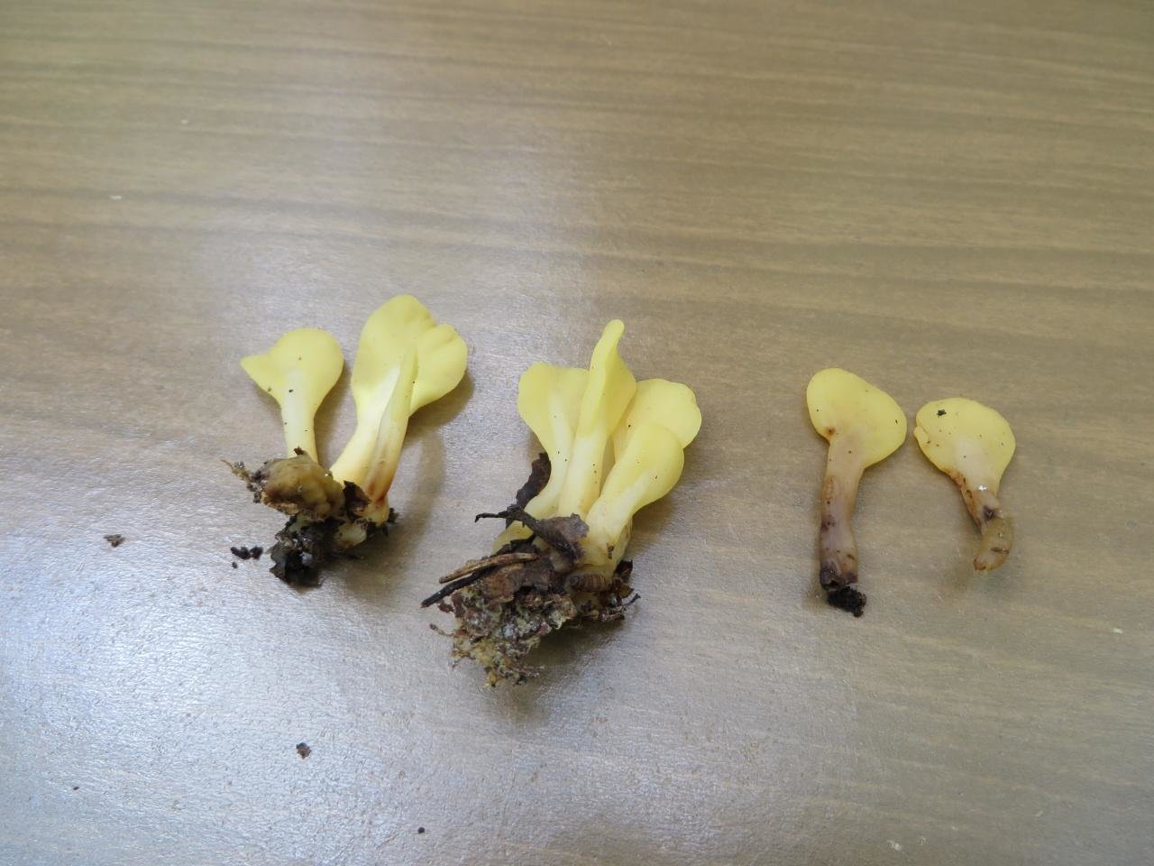 Спатулярия желтоватая - Spathularia flavida