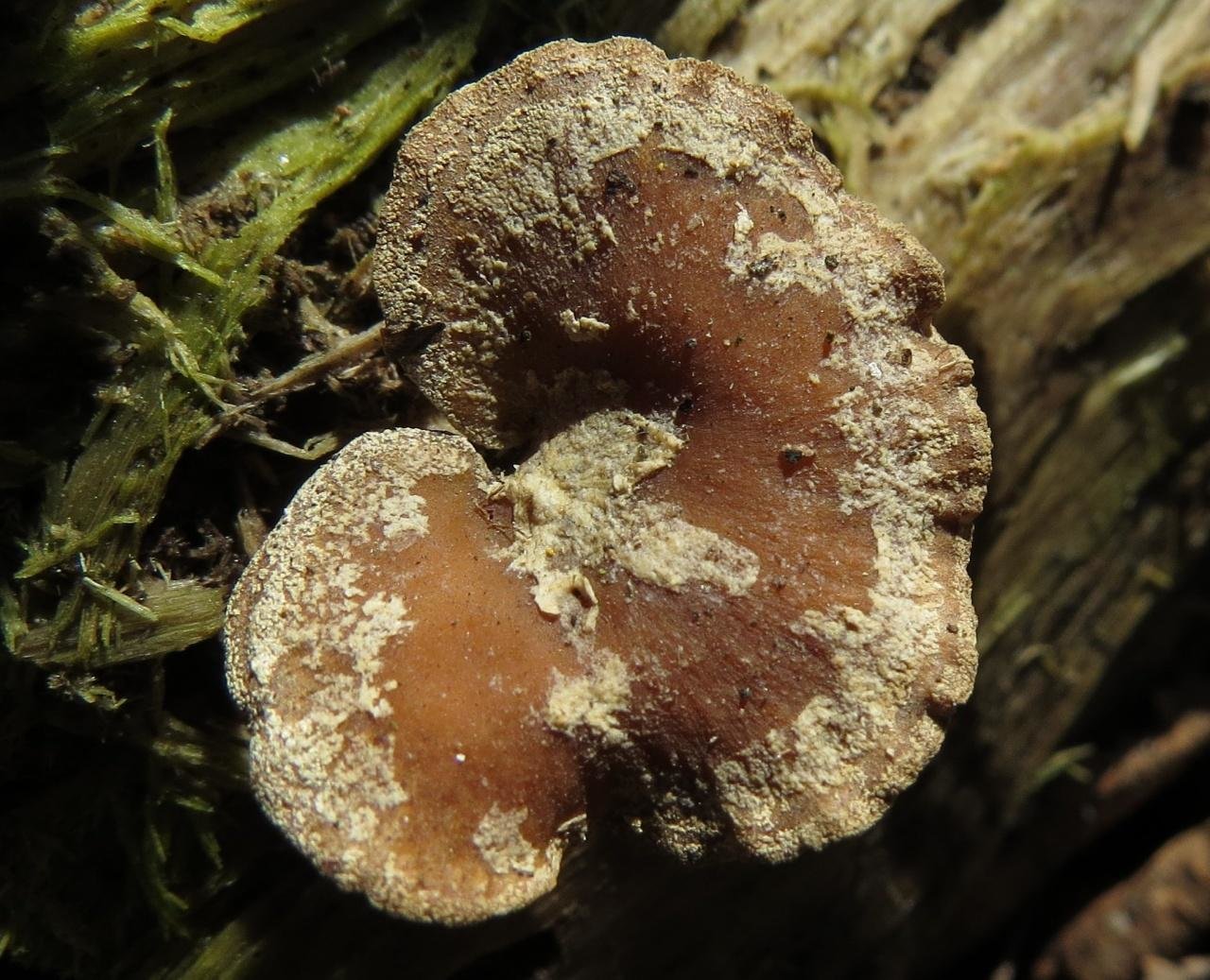 Трухлявый гриб