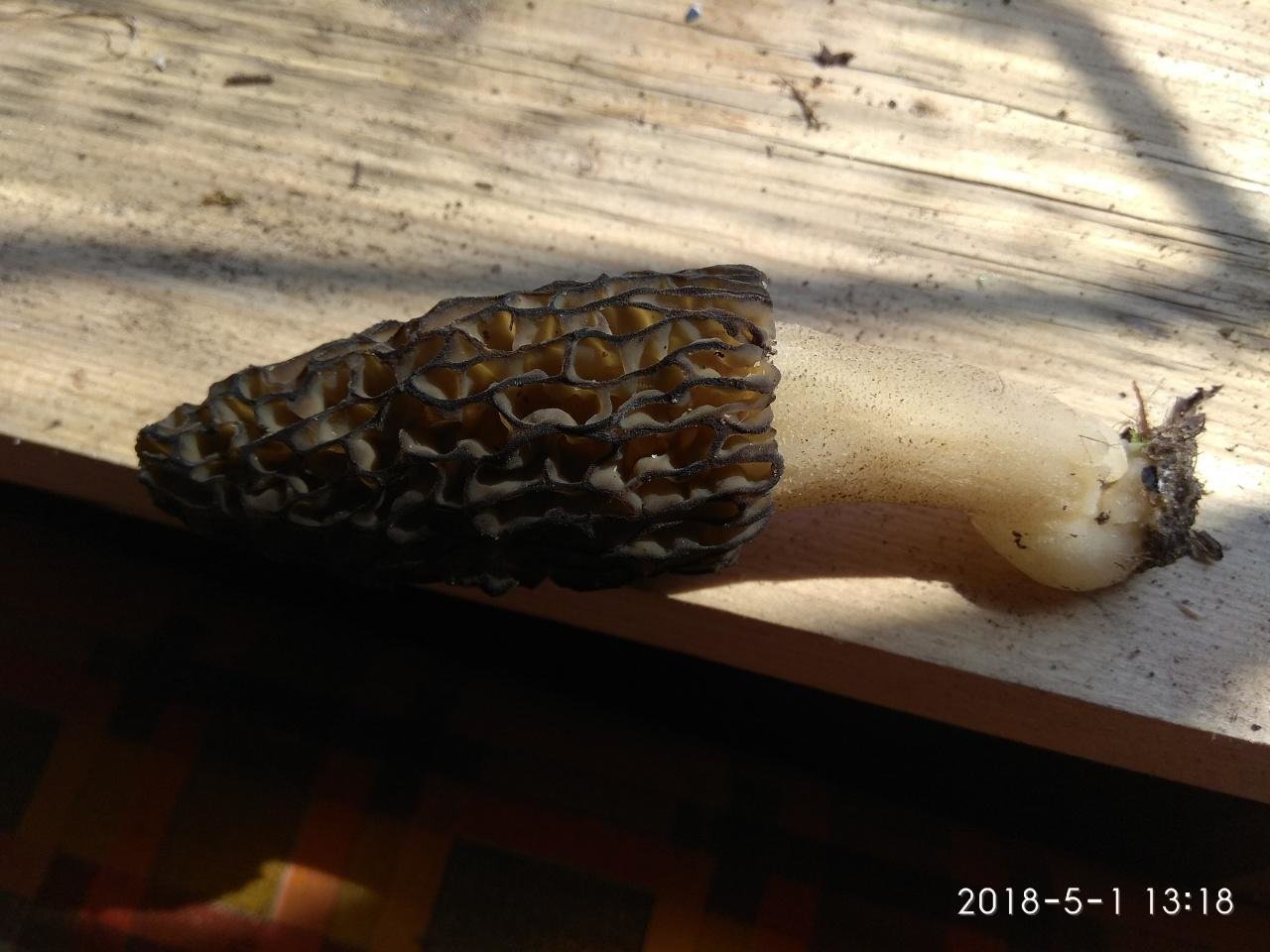 Сморчок конический - Morchella esculenta
