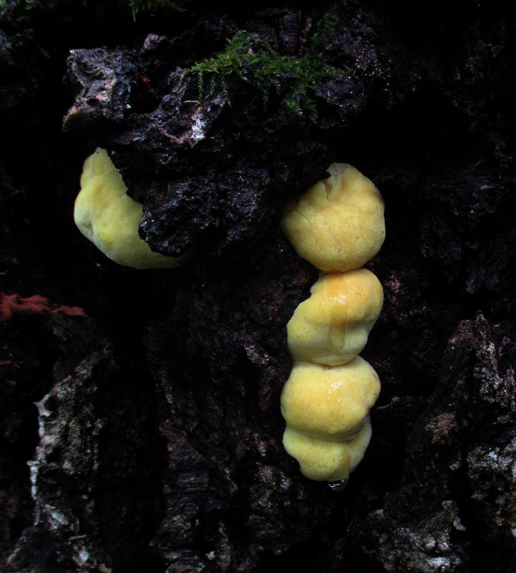 Трутовик серно-жёлтый - Laetiporus sulphureus