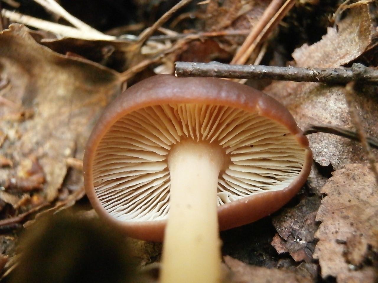Пластинчатый гриб с полой ножкой
