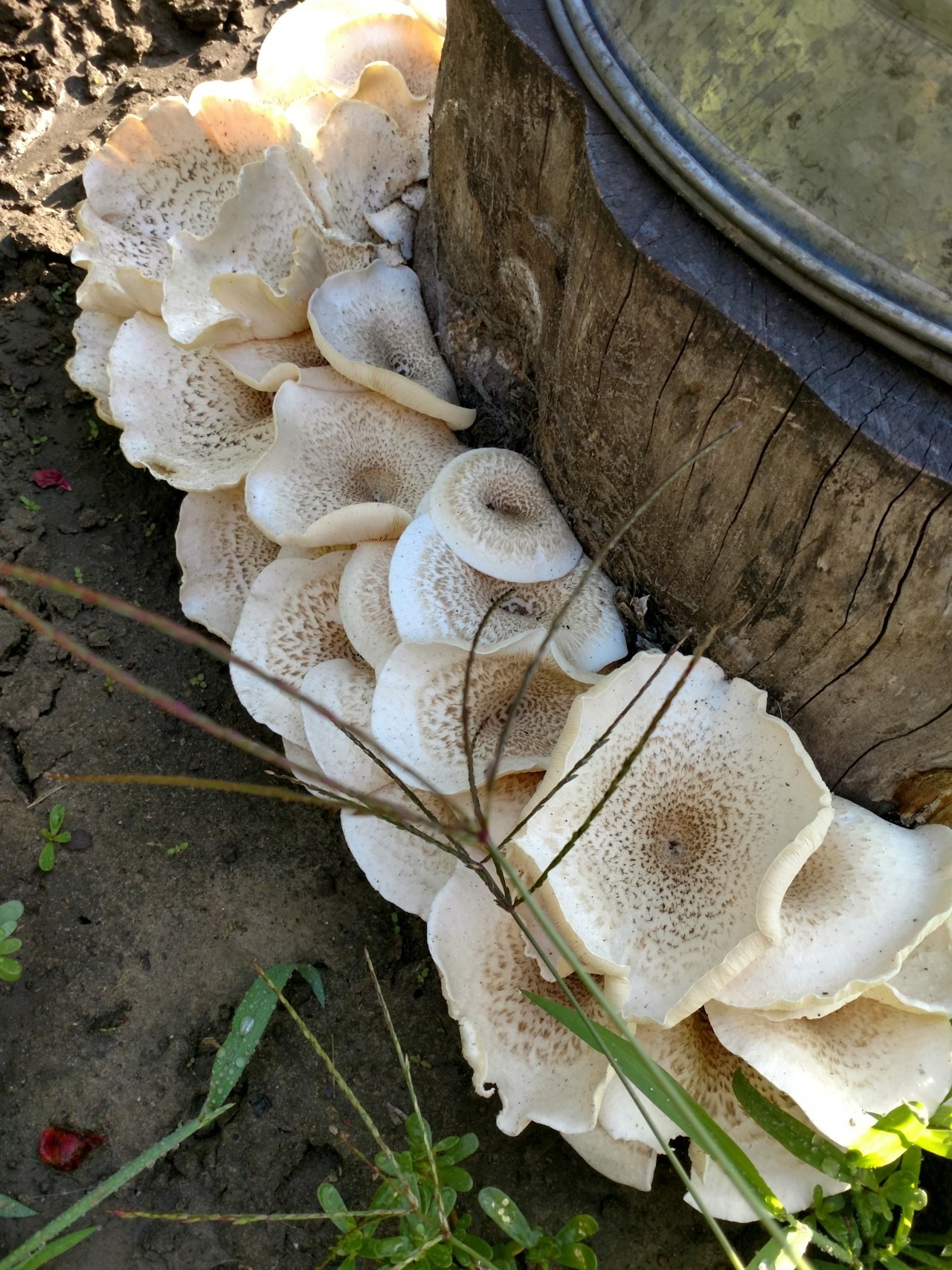 грибы на пне фото с названиями