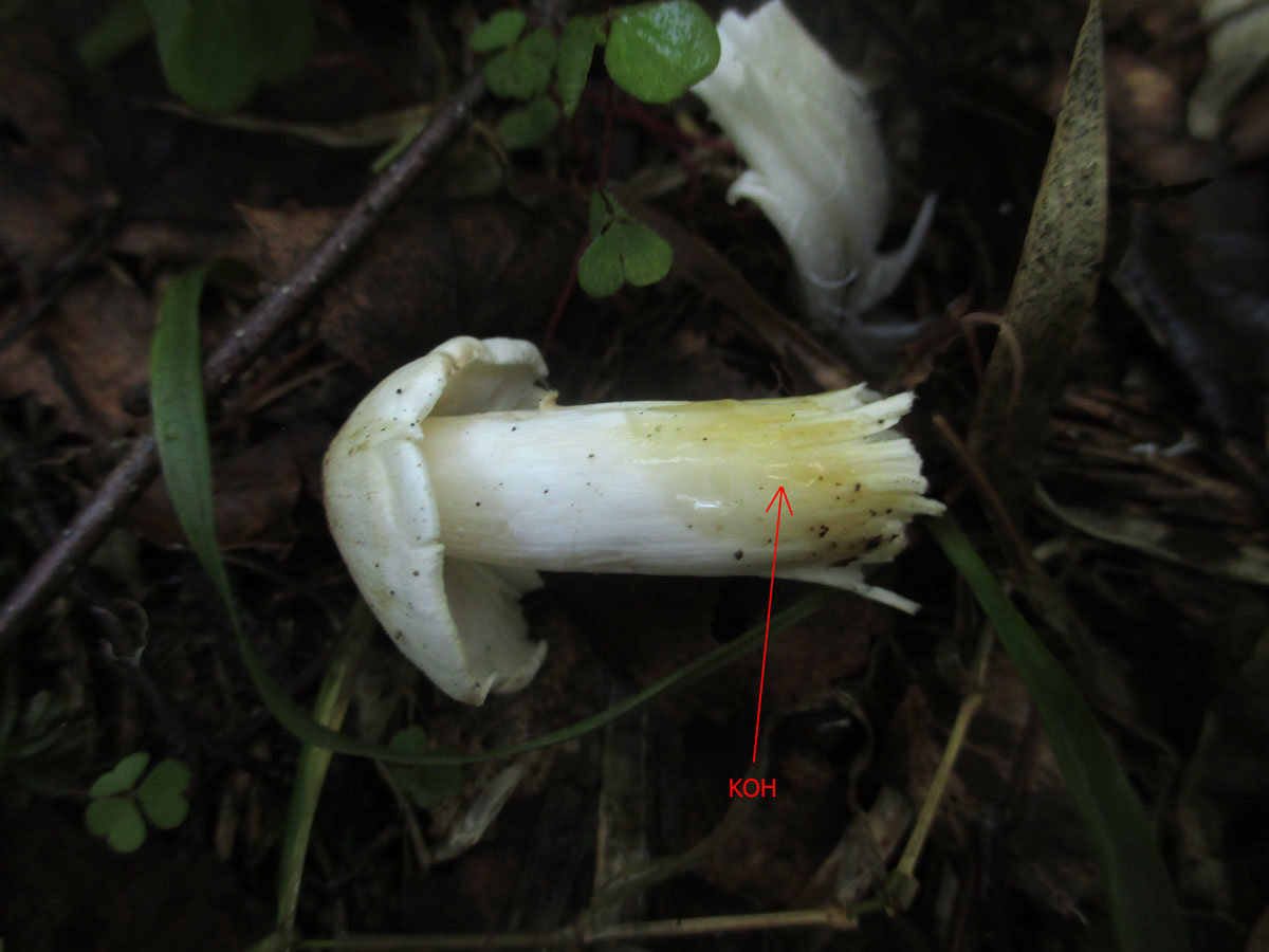 Рядовка горбатая - Tricholoma umbonatum