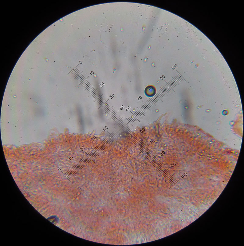 Рядовка горбатая - Tricholoma umbonatum