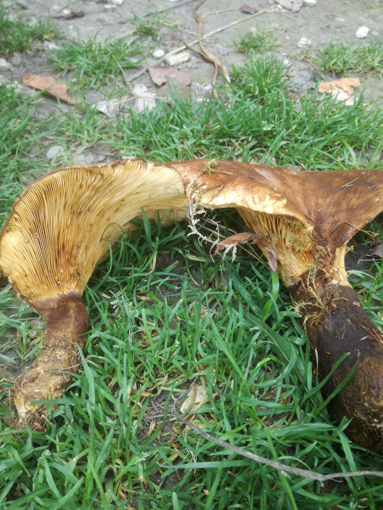 Свинушки чернушки грибы