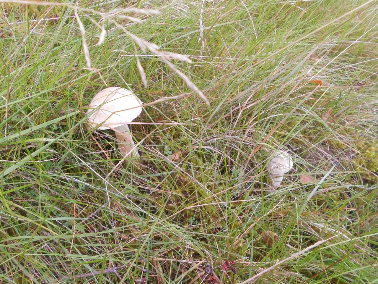 Подосиновик белый - Leccinum percandidum