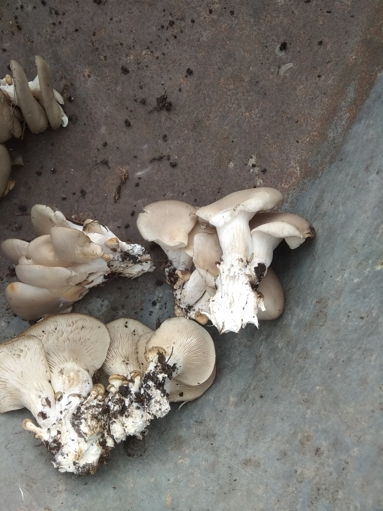 Вёшенки устричные грибы