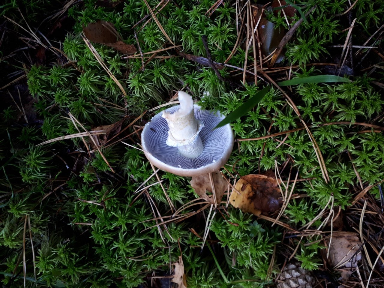 Черноголовки грибы