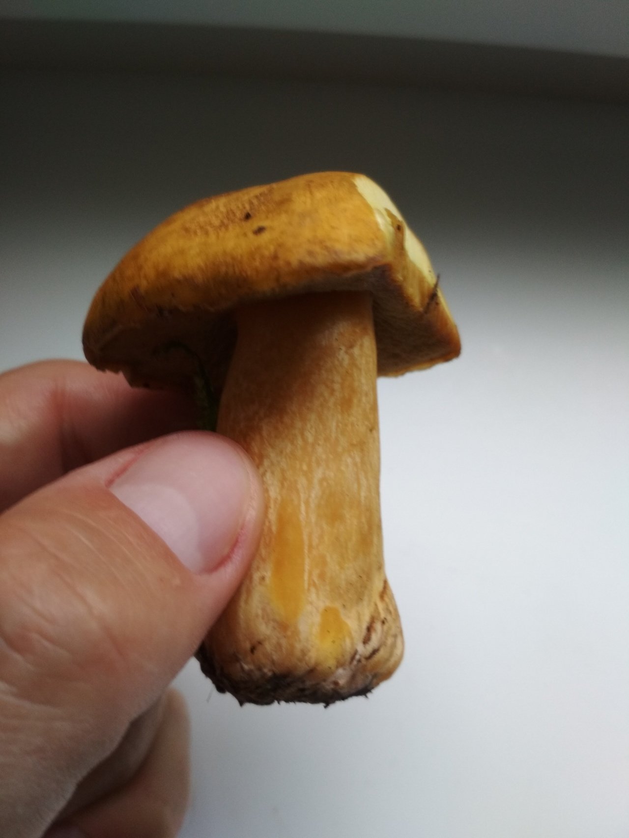 Маслёнок гриб желто бурый