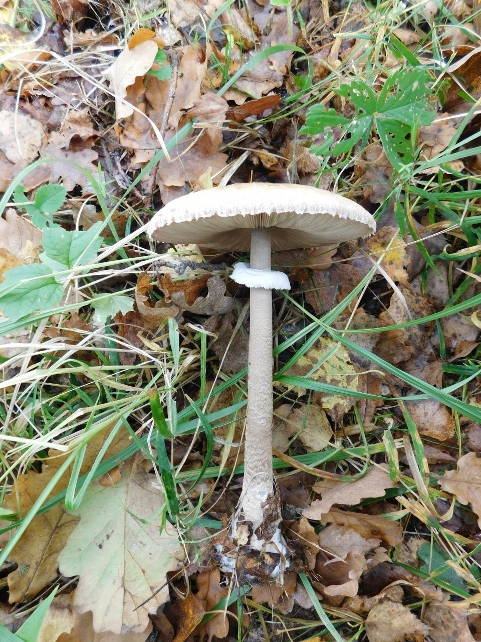 Зонтичный гриб ложный