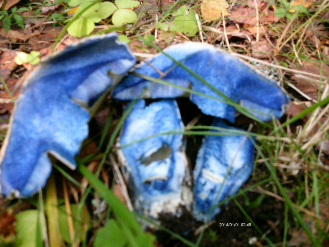 Синяк краснокнижный гриб фото
