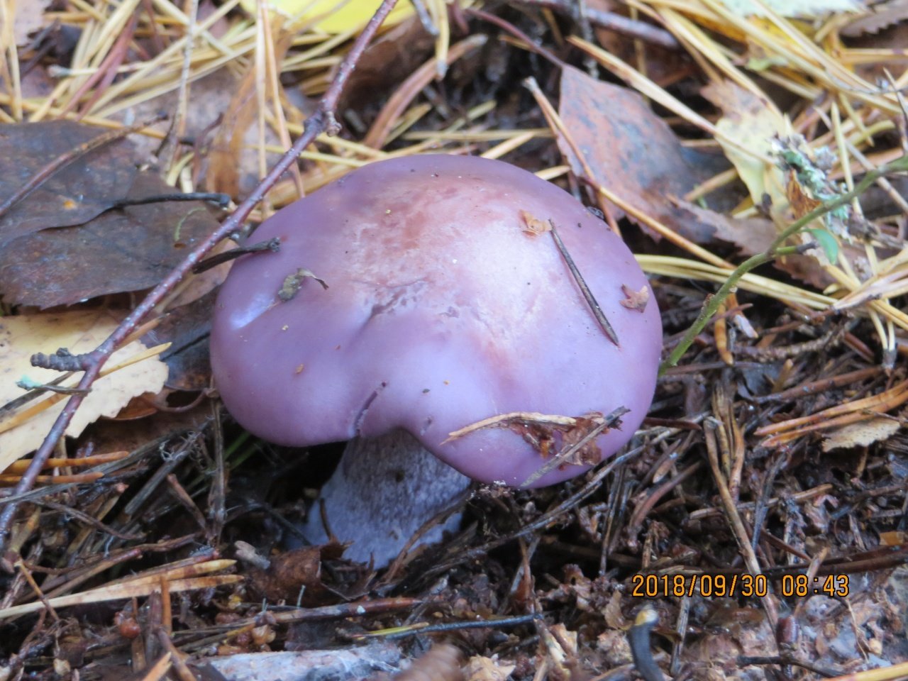 Рядовка фиолетовая - Lepista nuda