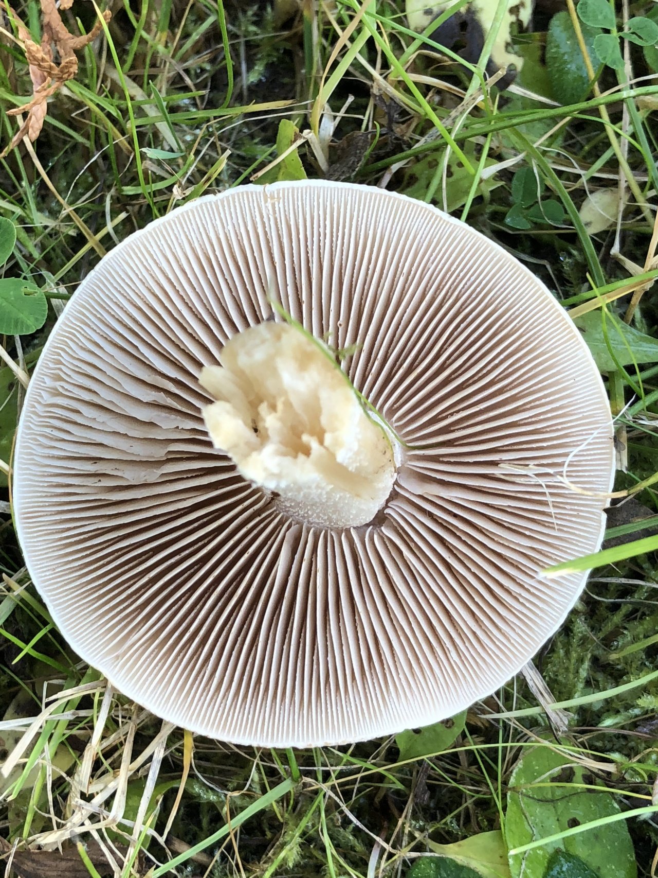 Большие пластинчатые грибы. Гебелома клейкая Валуй ложный. Гебелома пластинчатая. Белые пластинчатые грибы съедобные. Пластинчатые съедобные грибы.