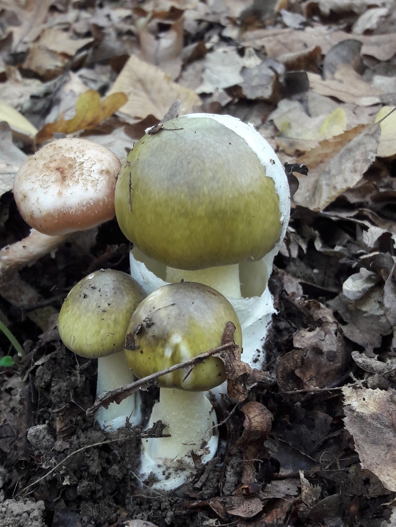 Ядовитые грибы краснодарского. Бледная поганка. Бледная поганка (Amanita phalloides). Amanita phalloides гриб. Ложная поганка.