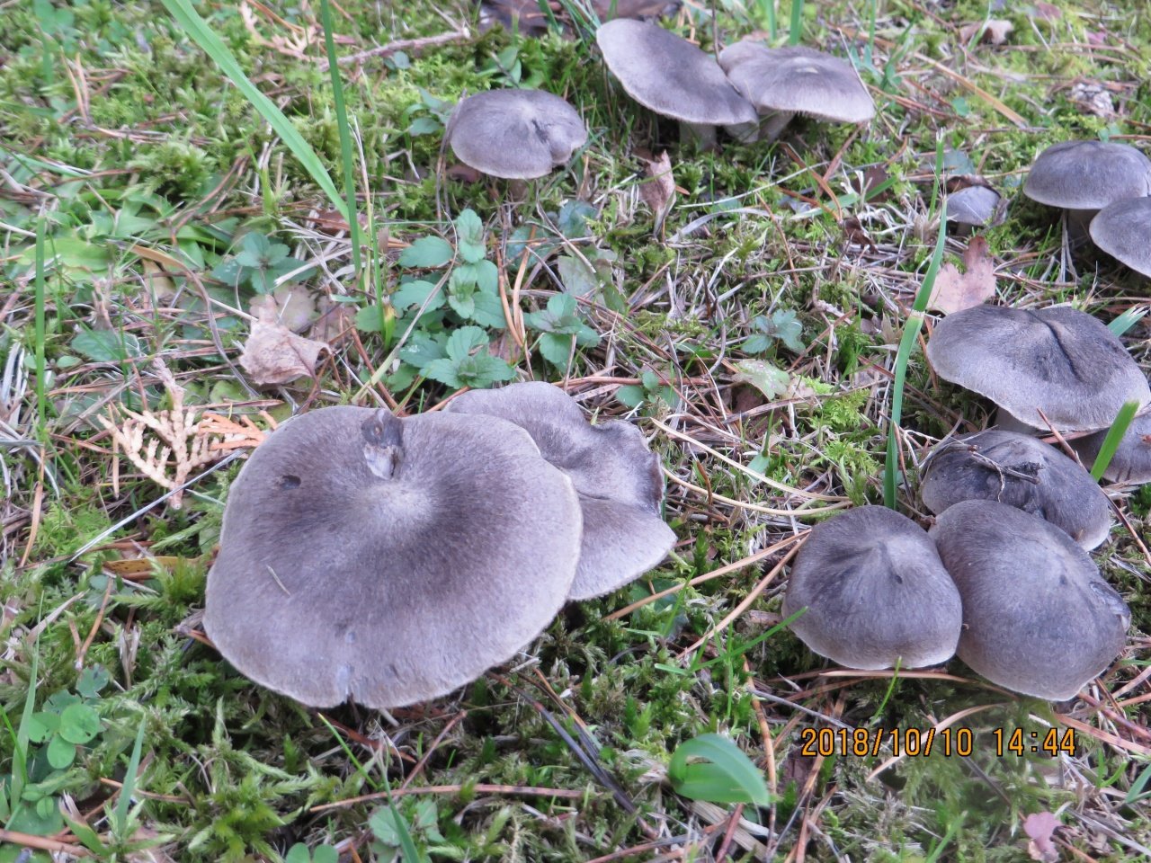 Серые грибы растут