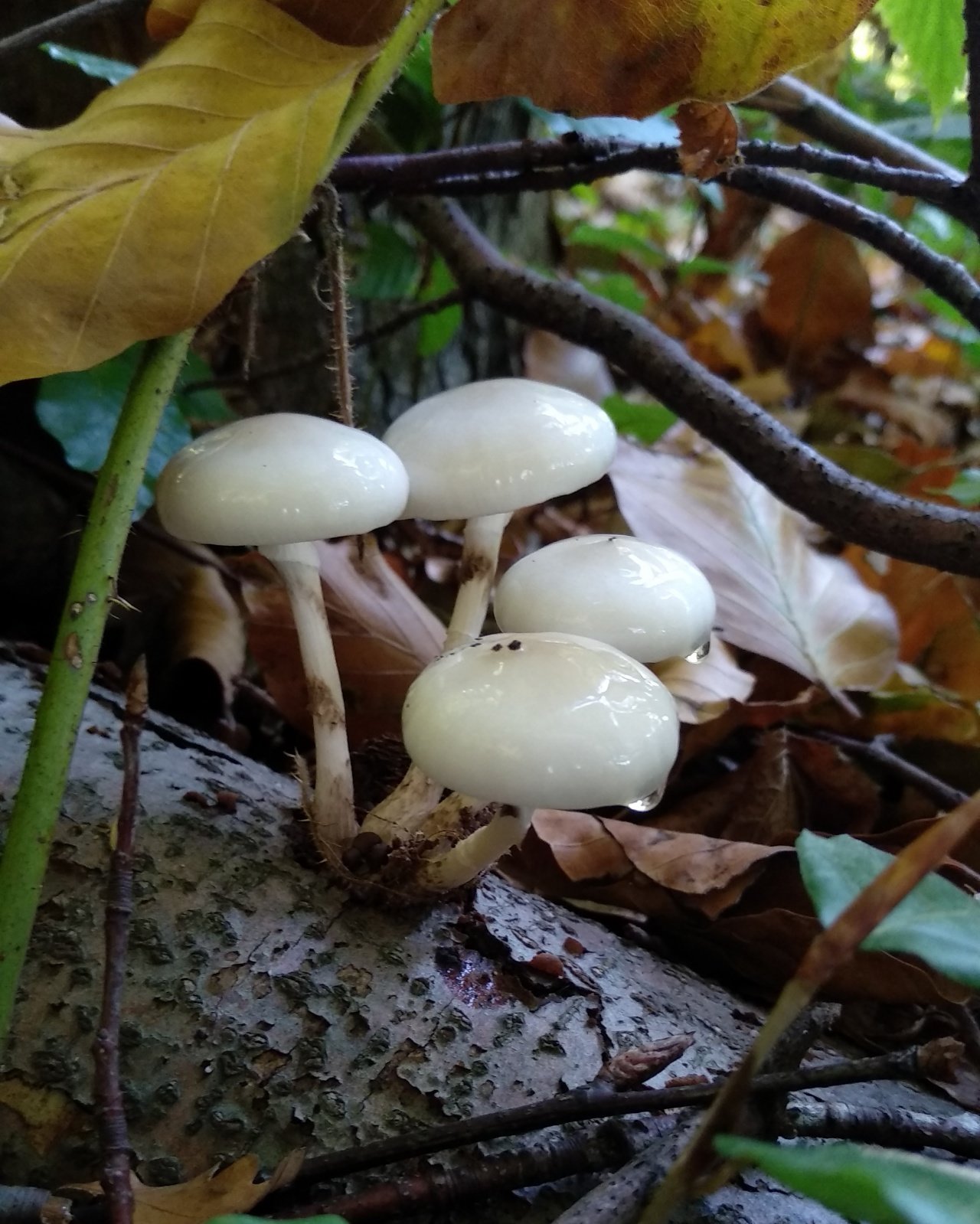 Слизистые грибы. Удемансиелла. Oudemansiella mucida. Гриб Удемансиелла. Удемансиелла слизистая гриб.