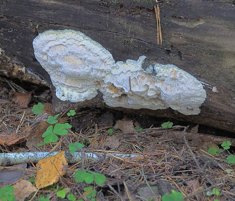 Белый домовой гриб - Amyloporia sinuosa