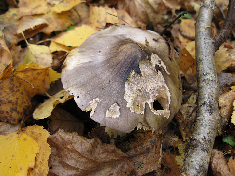 Рядовка Гульден - Tricholoma guldeniae