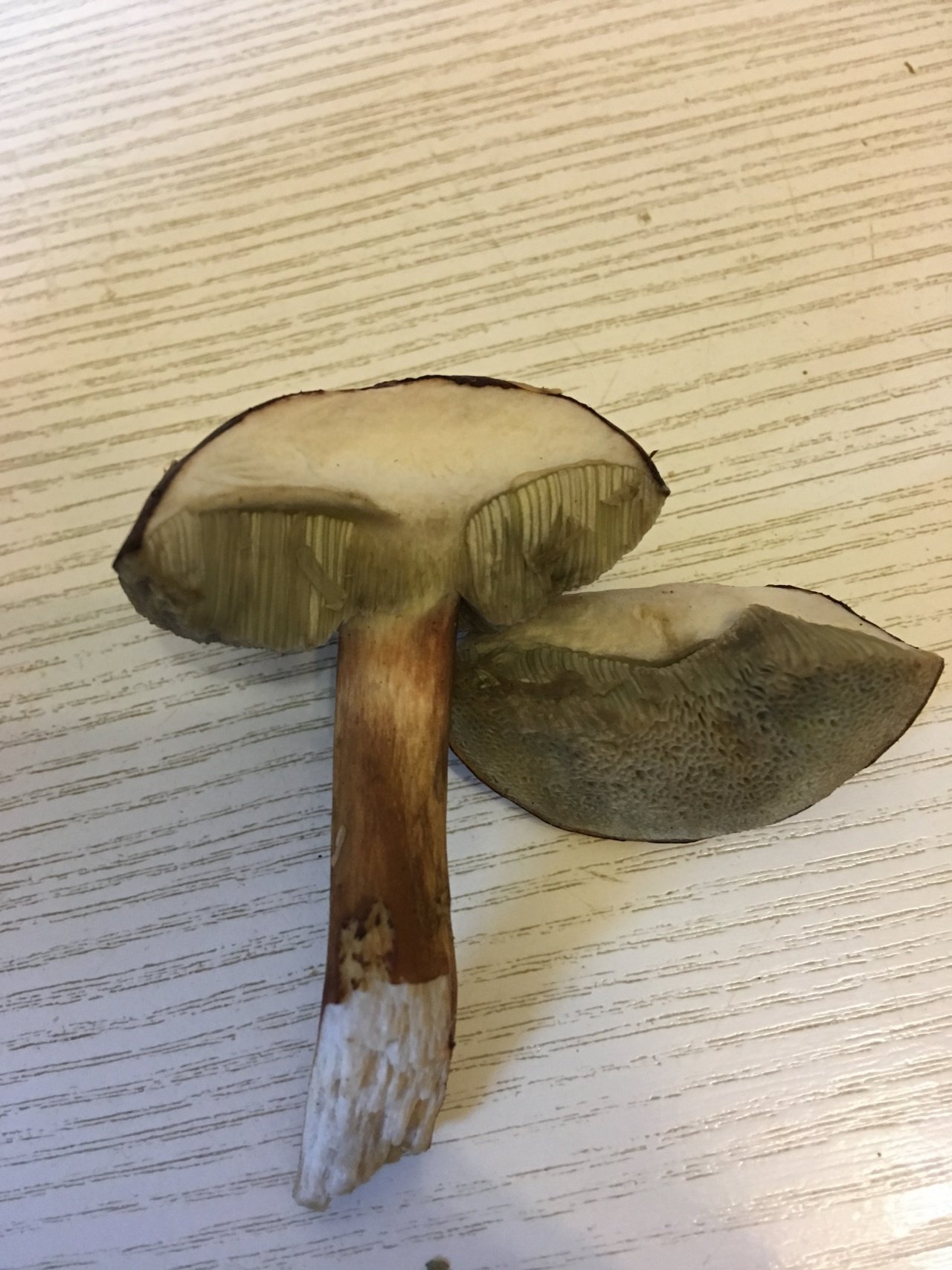 Польский гриб в разрезе
