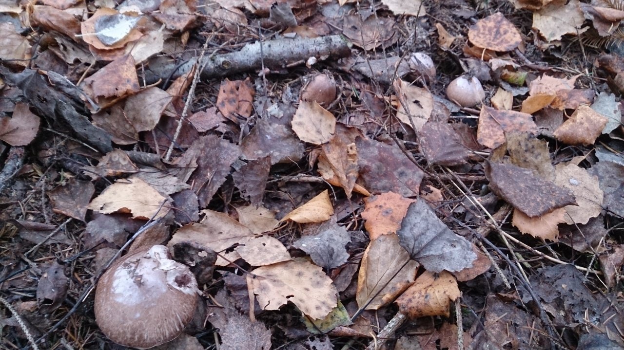 Шампиньон лесной (Благушка) - Agaricus silvaticus