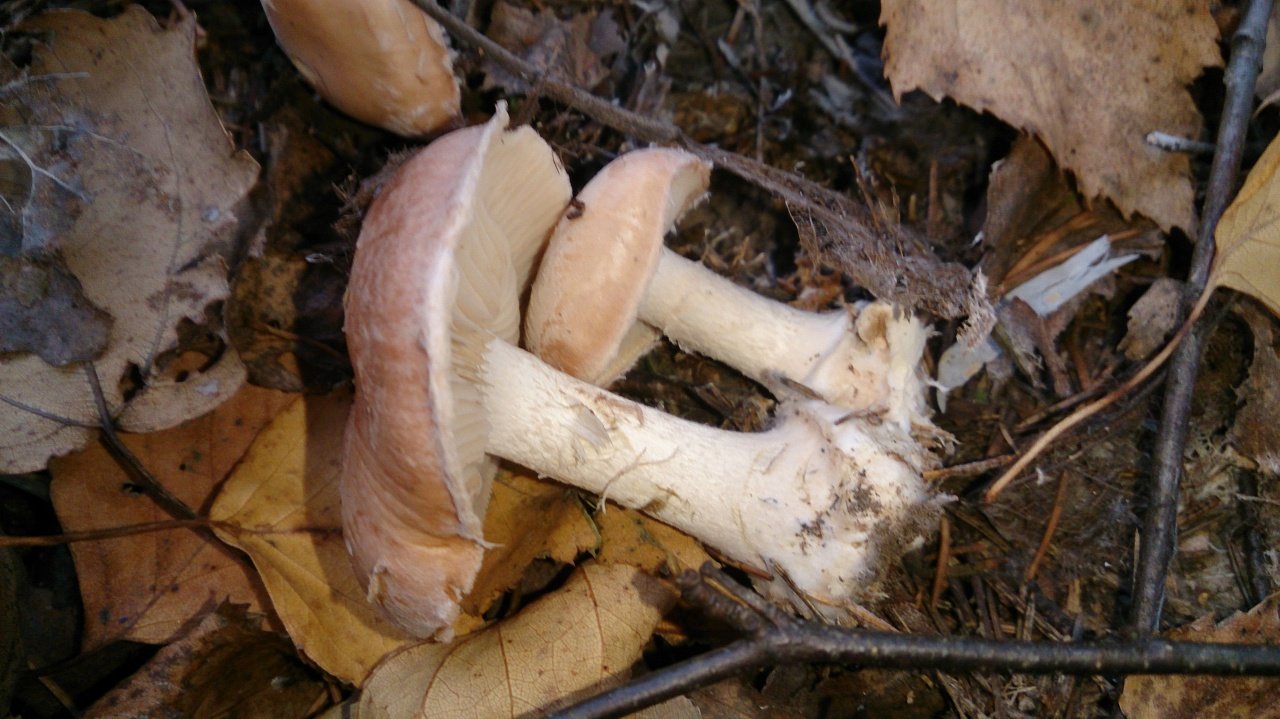 Белопаутинник луковичный - Leucocortinarius bulbiger