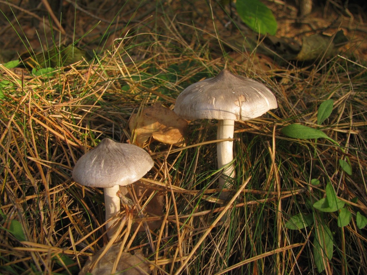 Рядовка коричневая гриб фото и описание