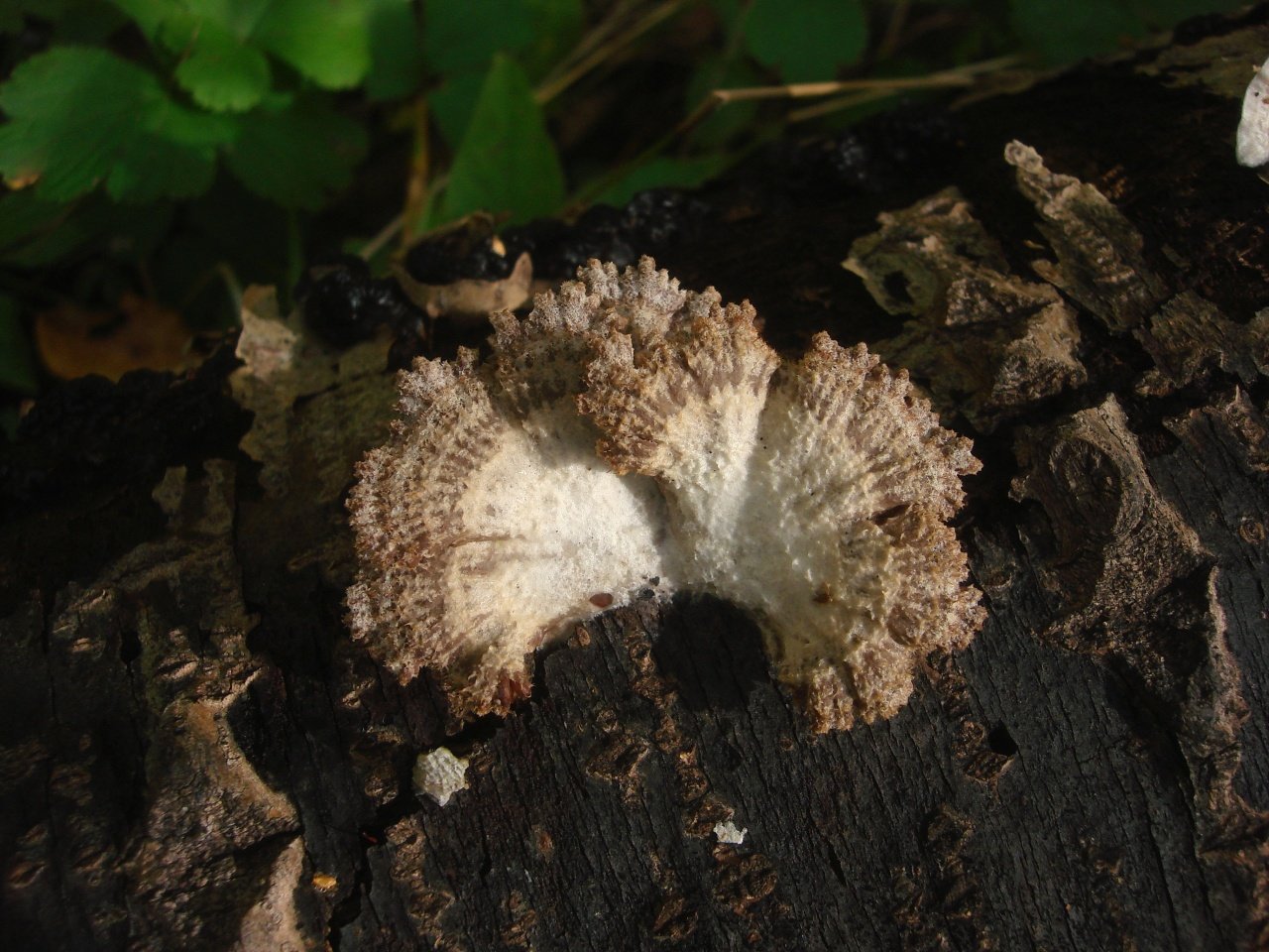 Щелелистник обыкновенный - Schizophyllum commune
