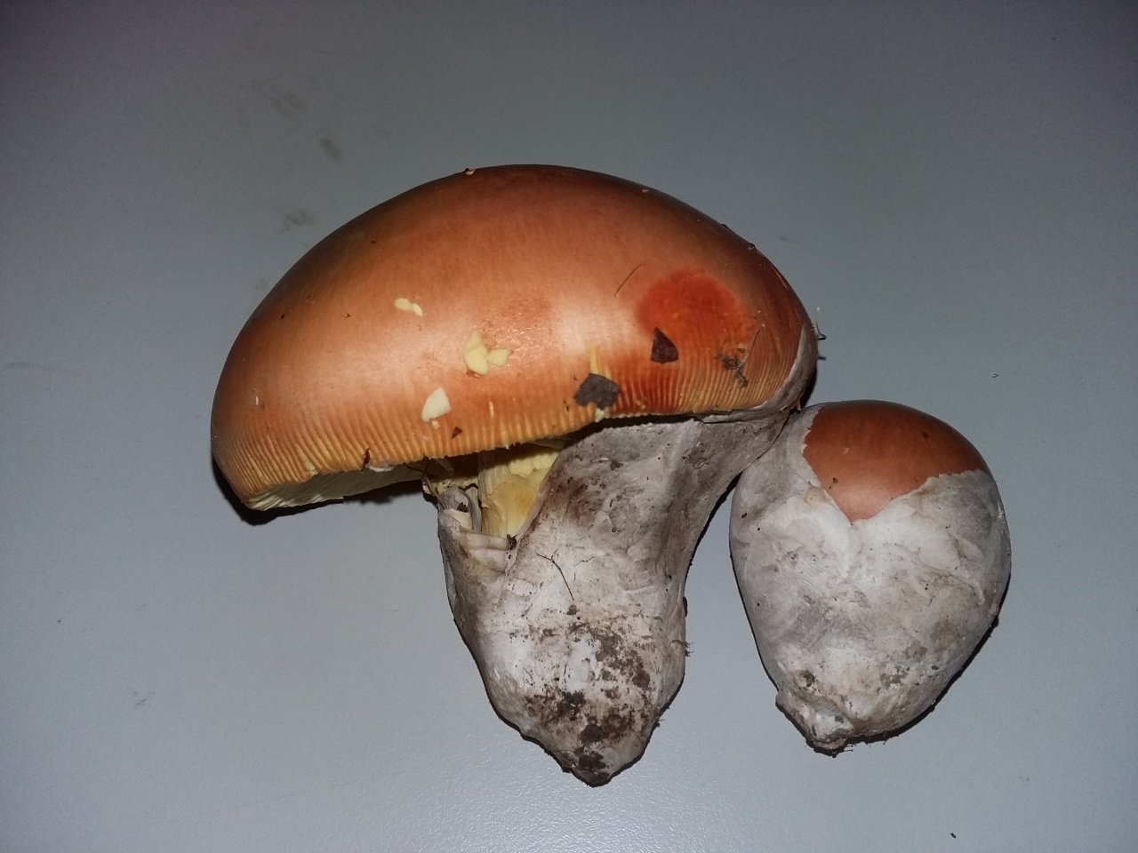 Цезарский гриб (Мухомор цезаря) - Amanita caesarea