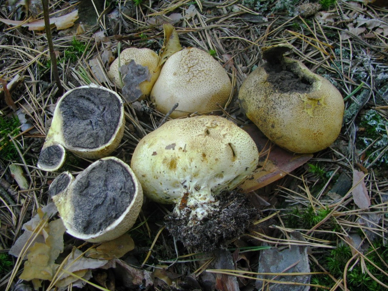 Ложнодождевик обыкновенный - Scleroderma citrinum