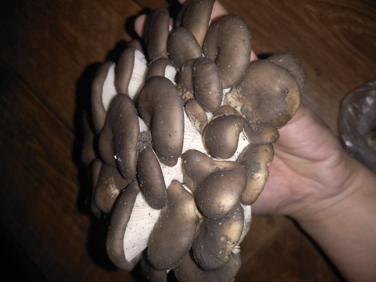 Вешенки устричные грибы