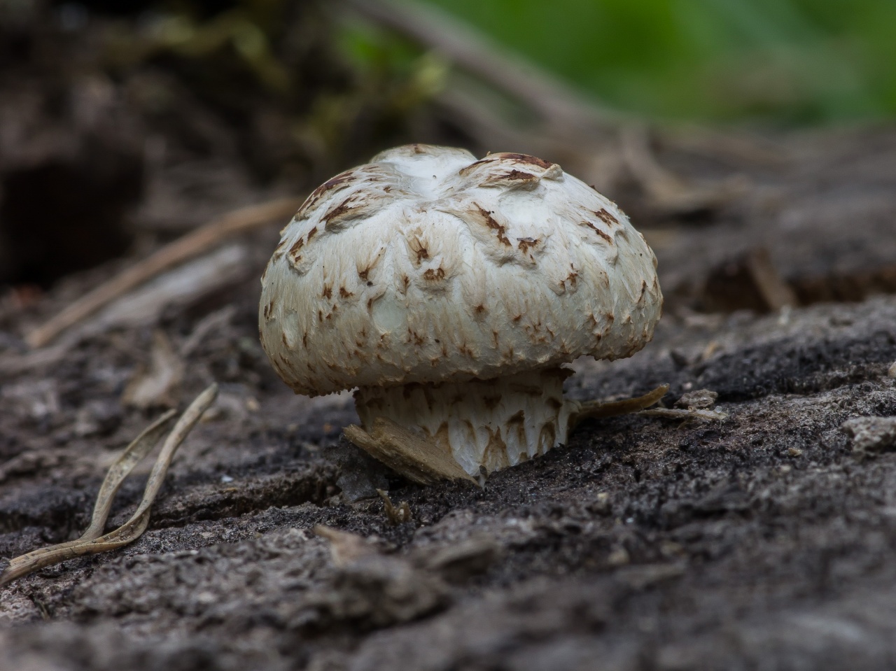 Пилолистник чешуйчатый (Шпальный гриб) - Neolentinus lepideus