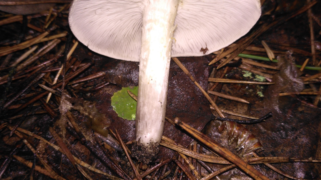 Рядовка серебристая - Tricholoma scalpturatum