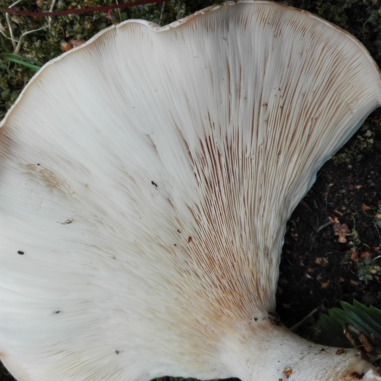Большие пластинчатые грибы. Свинуха гигантская гриб. Свинушка белая гигантская. Свинуха гигантская (Leucopaxillus giganteus). Свинухи белые.