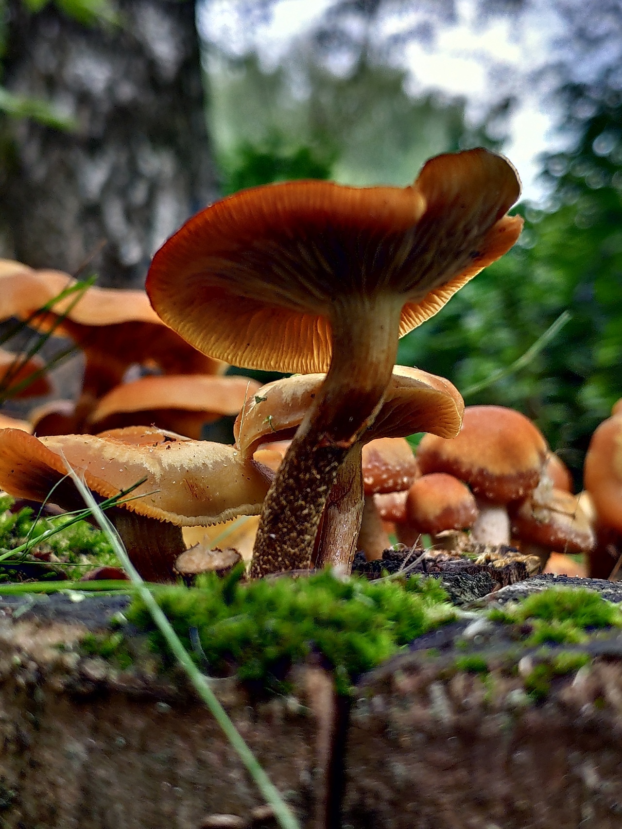 Съедобные грибы с фото