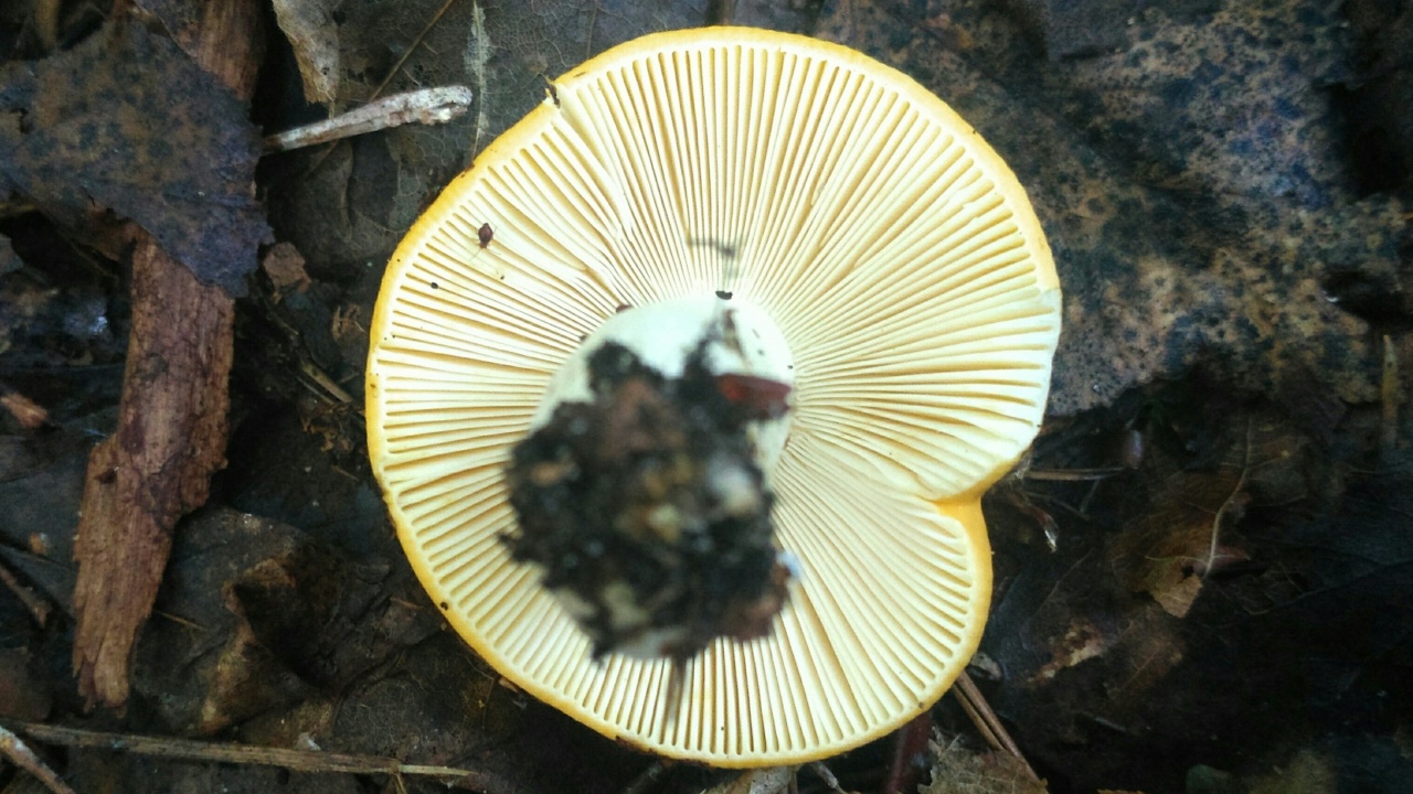 Сыроежка желтая - Russula claroflava