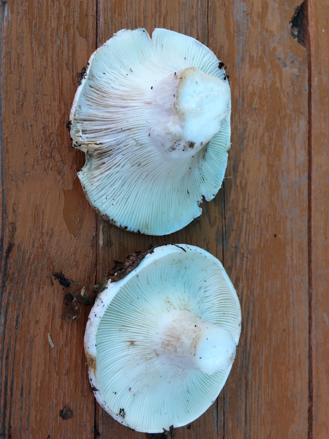 грибы грузди и подгруздки фото
