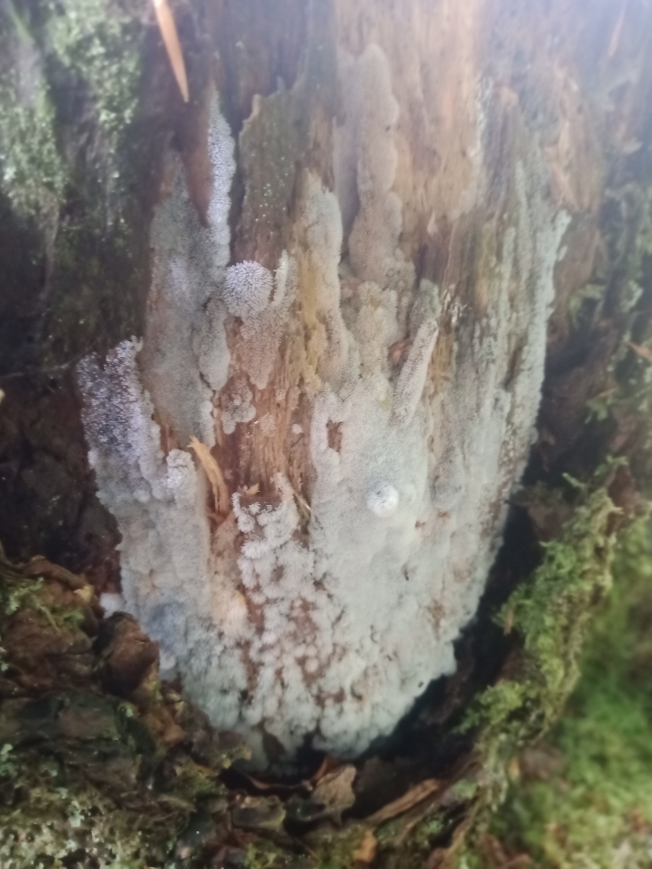 Цератиомикса кустарничковая - Ceratiomyxa fruticulosa