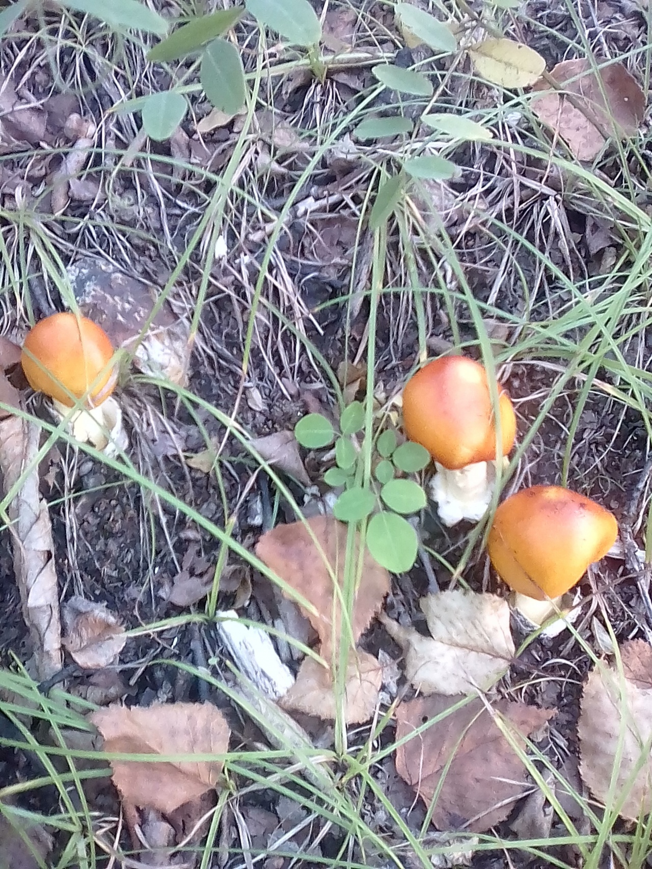 Цезарский гриб дальневосточный - Amanita caesareoides